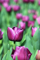 purple tulip flower spring season