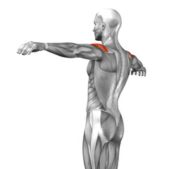 Conceptual 3D anatomy muscle isolated