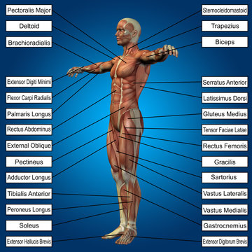 3D human male anatomy with muscles and text