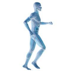 3D human male anatomy isolated