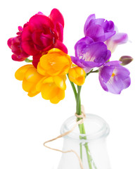 blue, pink and yellow freesia  flowers