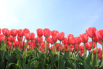 Pink tulips