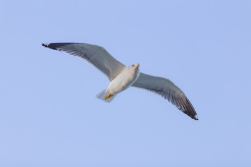 Obraz premium Seagull fly 8