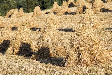 Obraz premium sheaves of oats on the field
