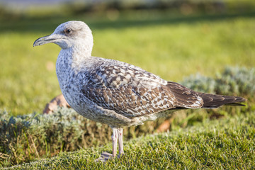 Obraz premium Seagull 10