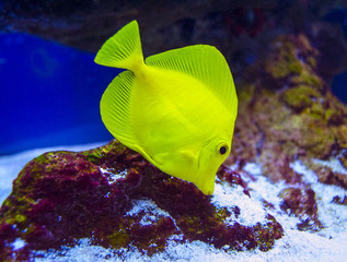 butterfly fish