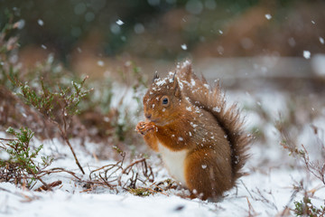 Red Squirrel sitting in snow fall