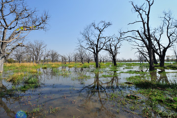 Okavango delta