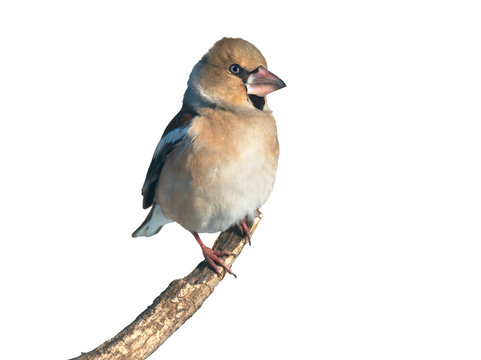 Hawfinch on white