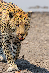 Male leopard
