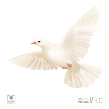 White pigeon isolated