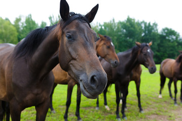 Group of horses outside horse ranch