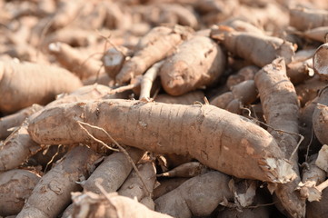 Many cassavas for sell in the market, Closeup detail