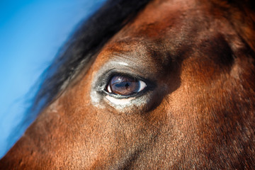 Horse Eye Detail