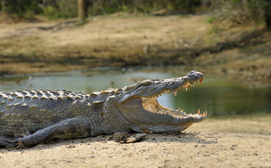 Crocodile