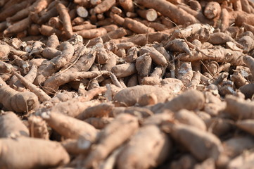 Many cassavas for sell in the market, Closeup detail