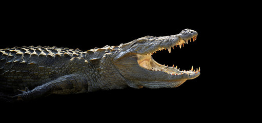 Fototapeta premium Crocodile
