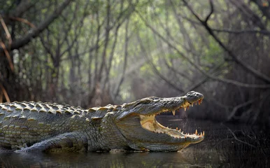 Fotobehang Krokodil © byrdyak