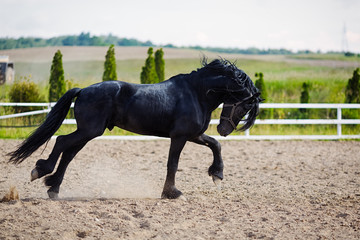 Running frisian horse