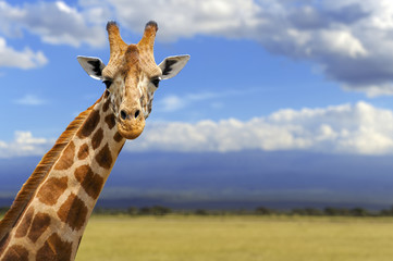 Obraz premium Giraffe