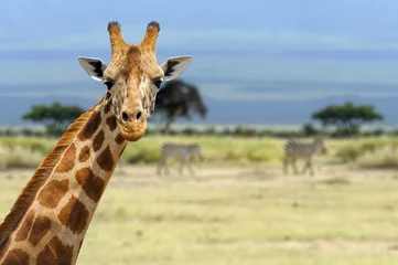 Crédence de cuisine en verre imprimé Girafe Giraffe