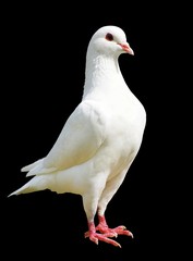 White pigeon isolated on black background