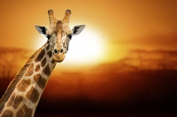 Zelfklevend Fotobehang Giraf Giraffe