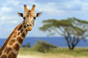Plaid avec motif Girafe Girafe