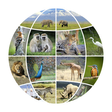 Globe design with photographs animals