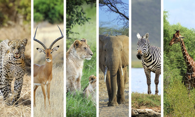 African animals