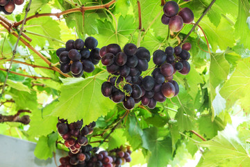 Ripening grape clusters on the vine, ready for harvest.