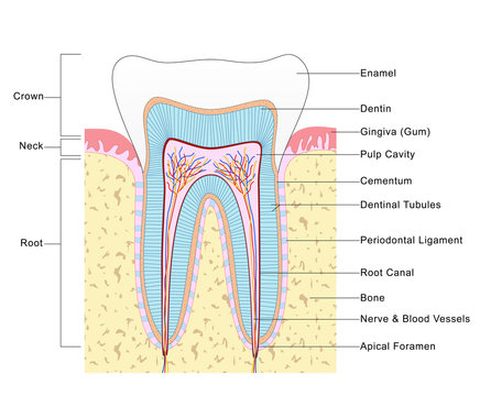 Anatomy of Tooth