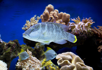 Аквариумная рыбка