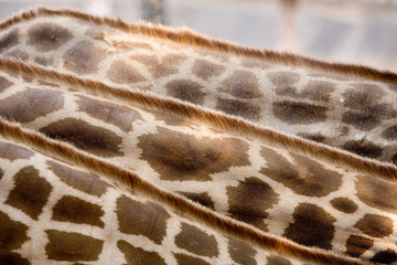 Skin and feather Giraffe.