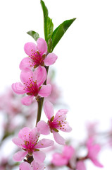 pink blossoms