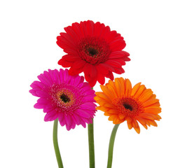 gerbera daisies