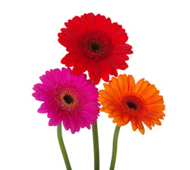 gerbera daisies