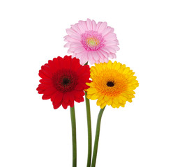 gerbera daisies