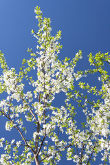 Flowering Plum Tree