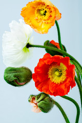 Naklejka premium Poppy Flowers