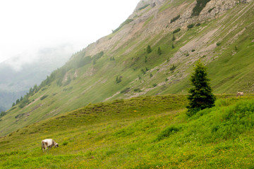 Fototapeta na wymiar cattle that graze in the mountains