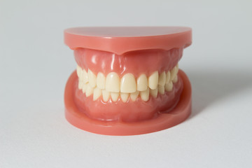 Set of false teeth on white