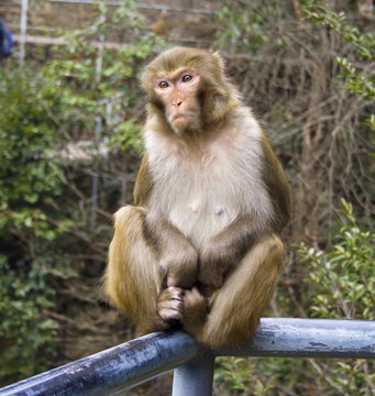 Monkey in Zhangjiajie National Geological Park, China