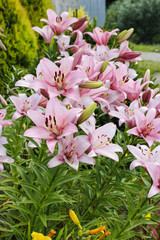 Lily flowers in the garden