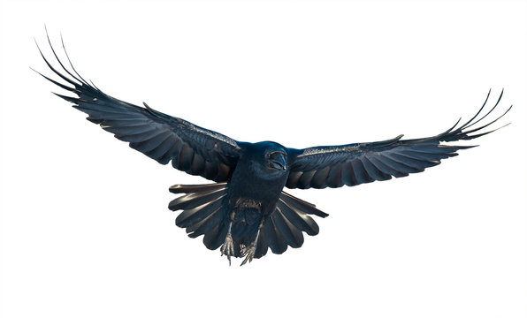 Raven in flight on white