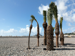 Palmengruppe im neuen Hafen von Funchal, Madeira