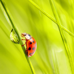 Dewy grass and little ladybug, natural background.