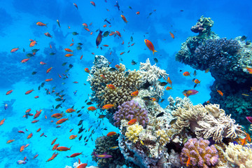 Naklejka na ściany i meble coral reef with exotic fishes anthias in tropical sea