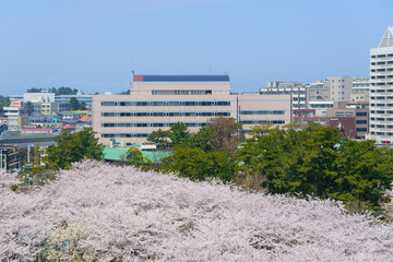 Cherry blossoms at the Hakusan Park in the city of Niigata, Japa