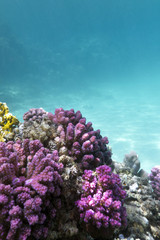 coral reef with pink pocillopora coral in tropical sea